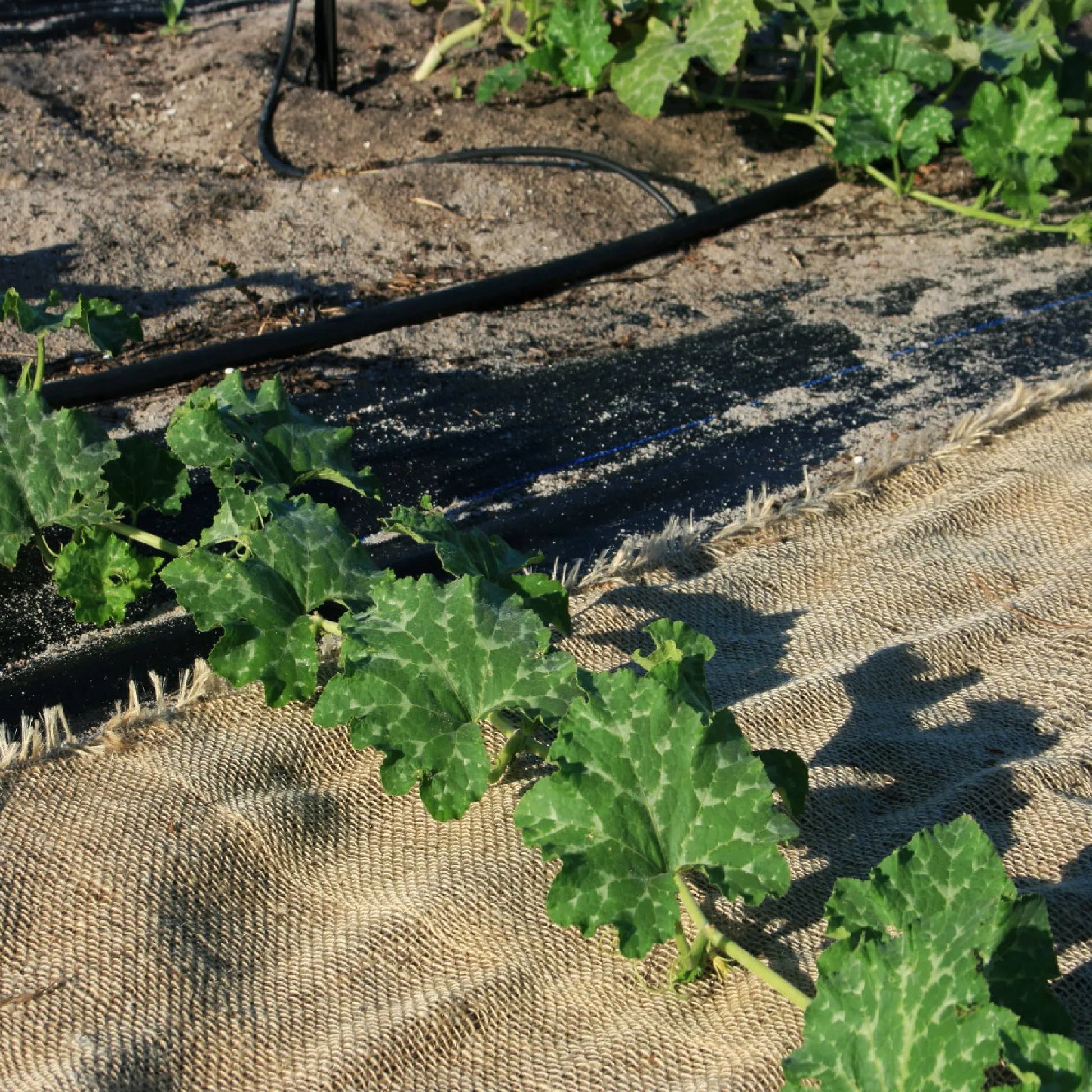 Natural Jute Hessian Fabric Roll - 1m x 5m