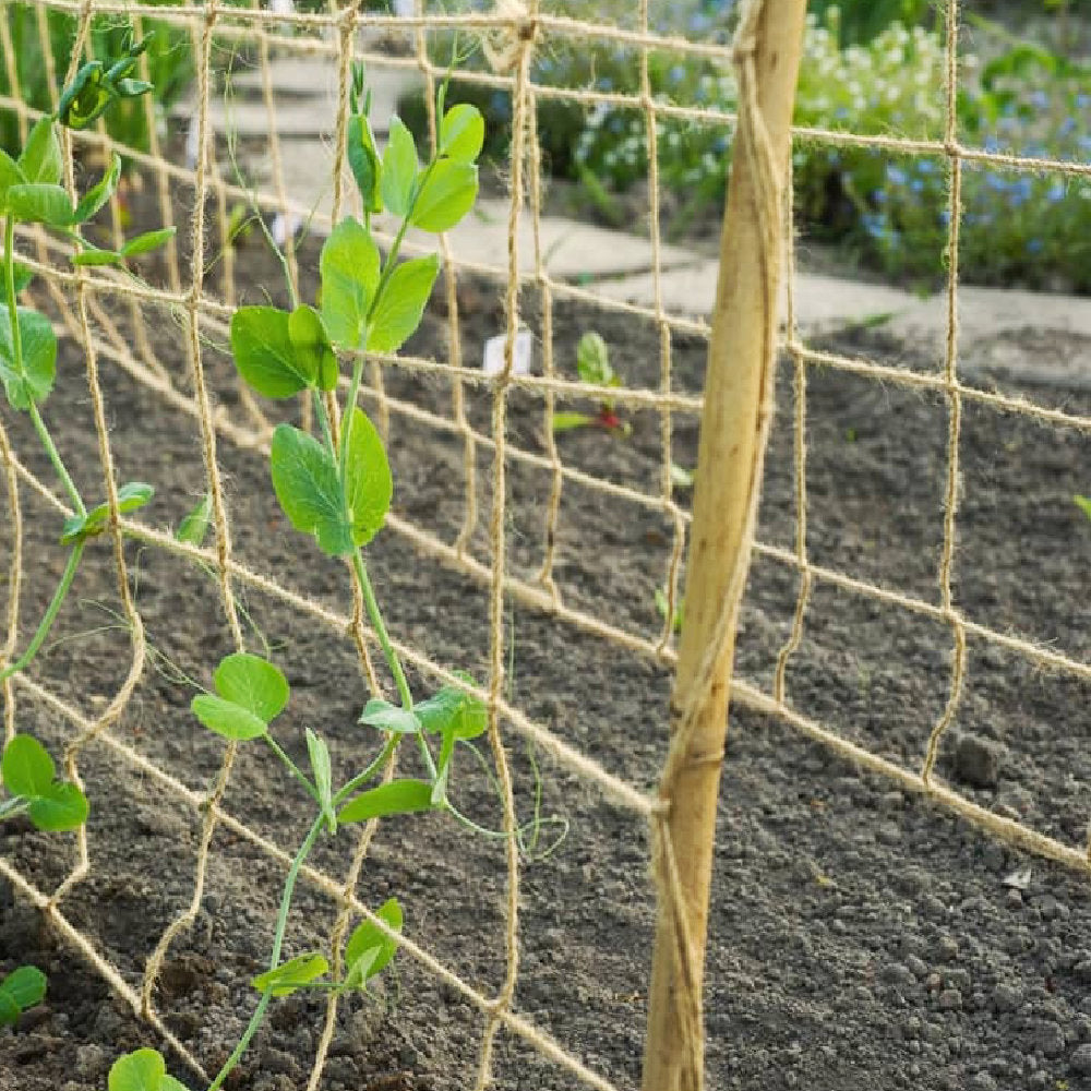 Natural Jute Pea & Bean Netting 100mm - 1.8m x 1.8m