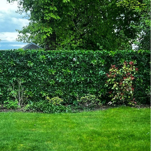 Artificial Forest Fern Green Wall Panel 1m x 1m - Customer Hedge