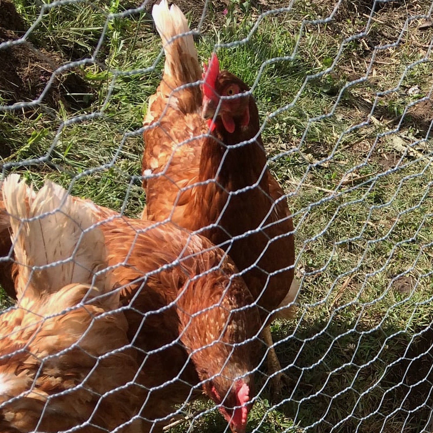 Galvanised Chicken Wire