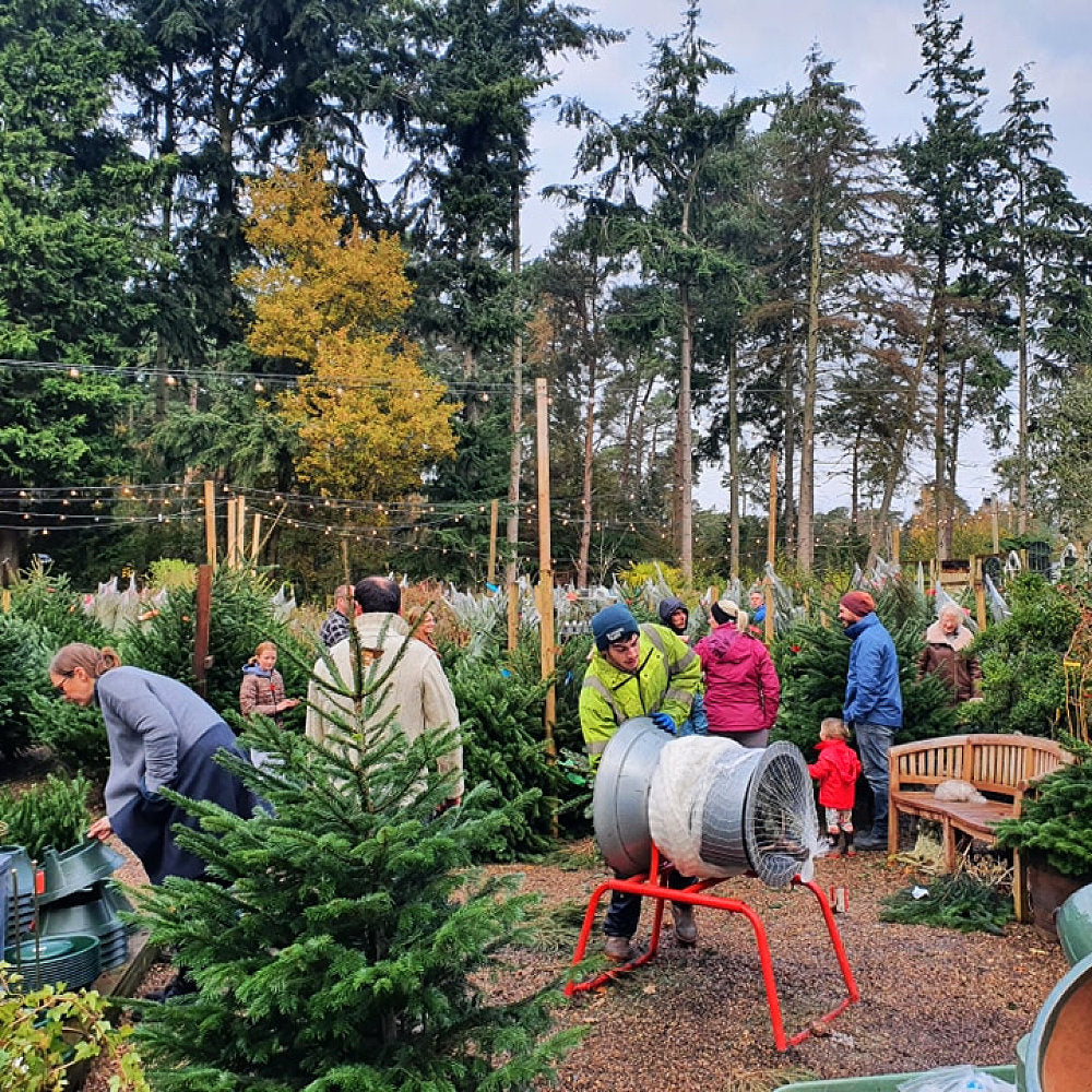 Christmas Tree Netting Funnel in use at busy Thorpe Plant Centre Norwich