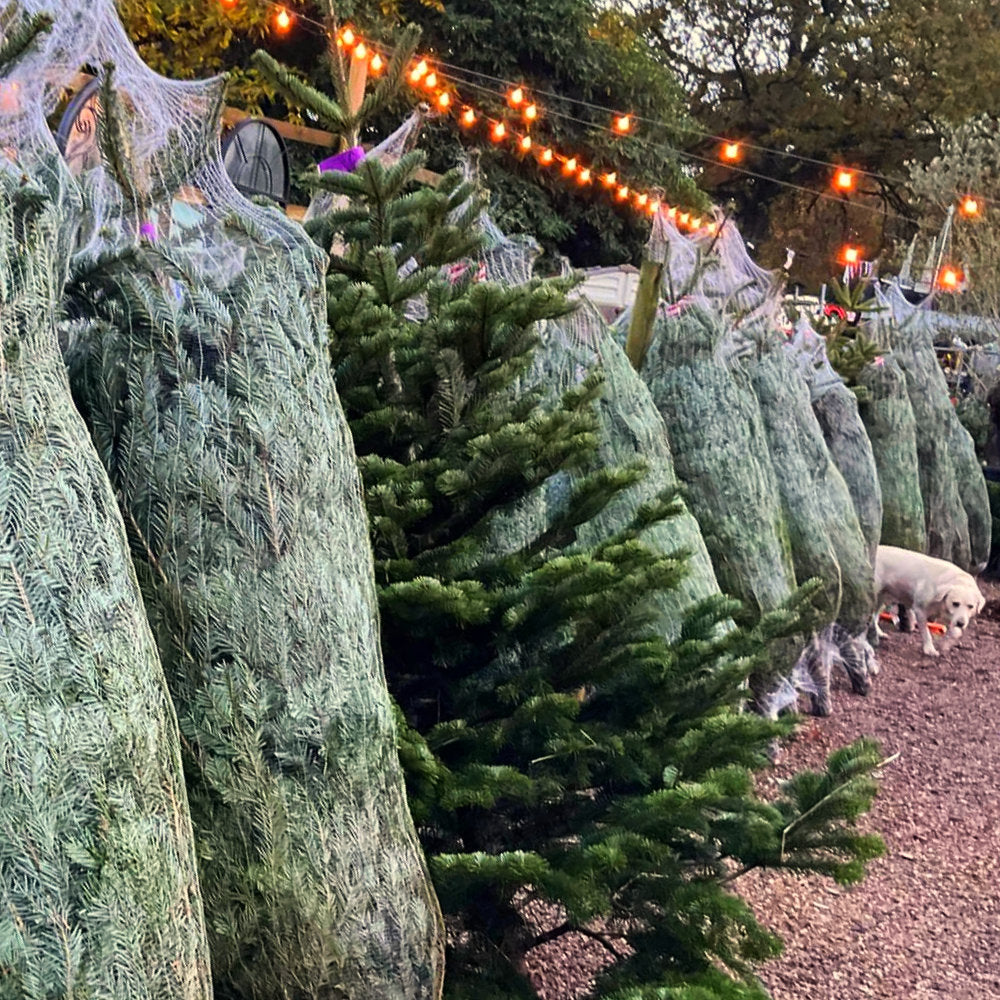 Wrapped Christmas Trees at our customer Thorpe Plant Centre Norwich