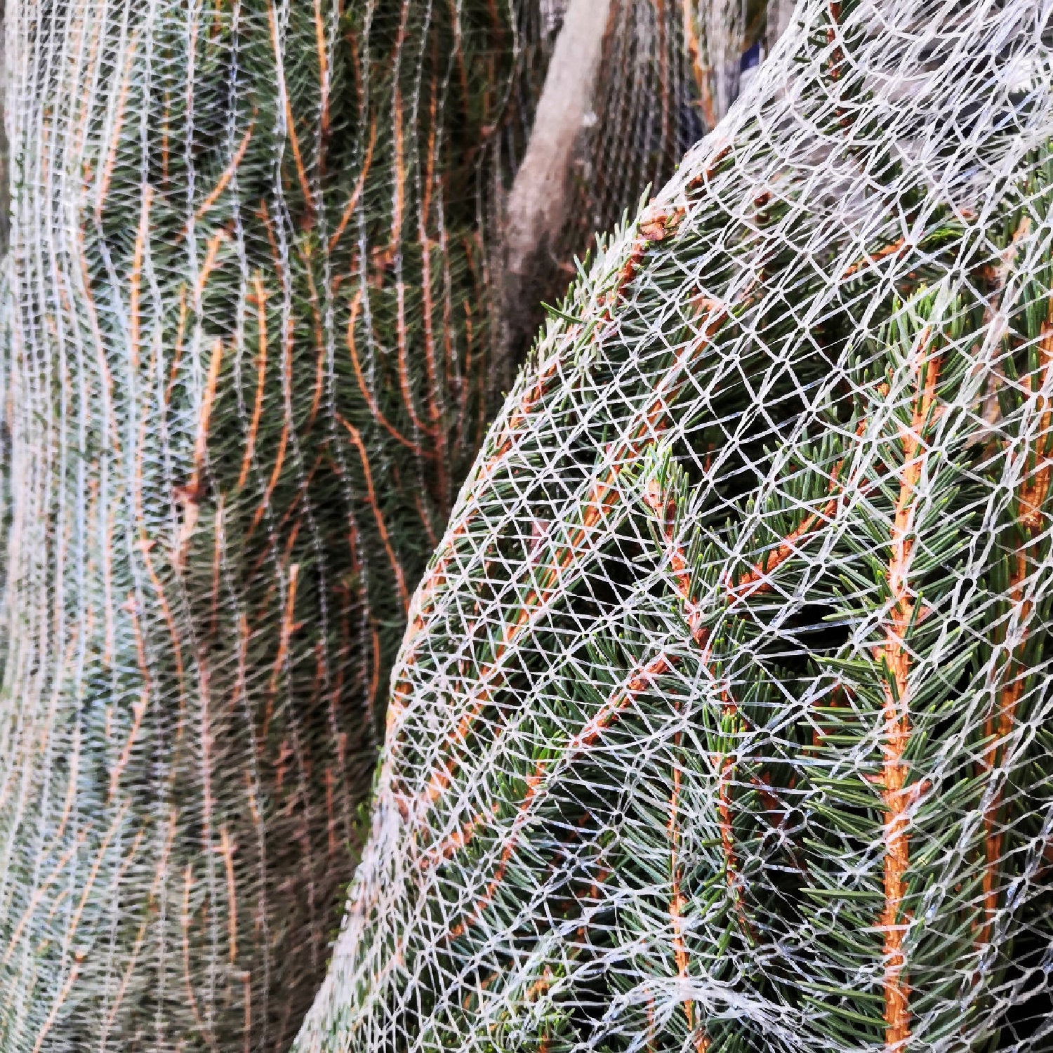 LZ Tape Christmas Tree Netting