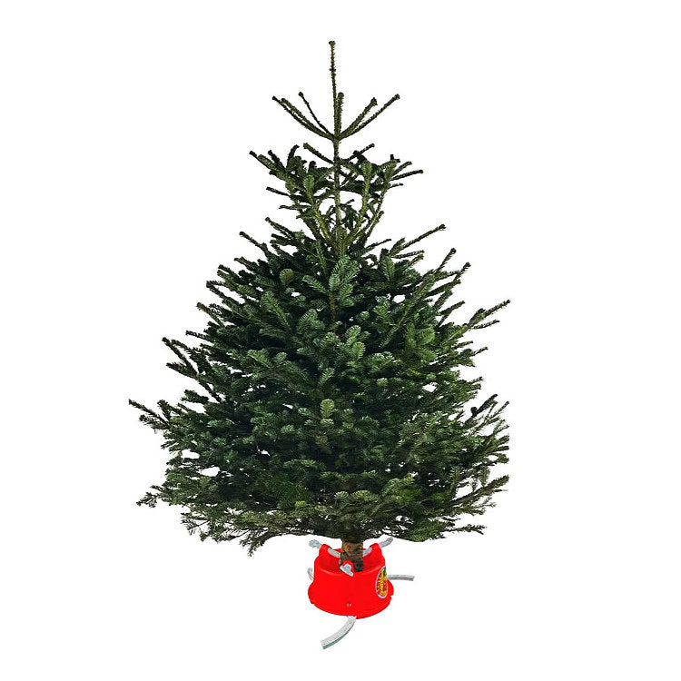 Bertie Christmas Tree Stand - Red/White