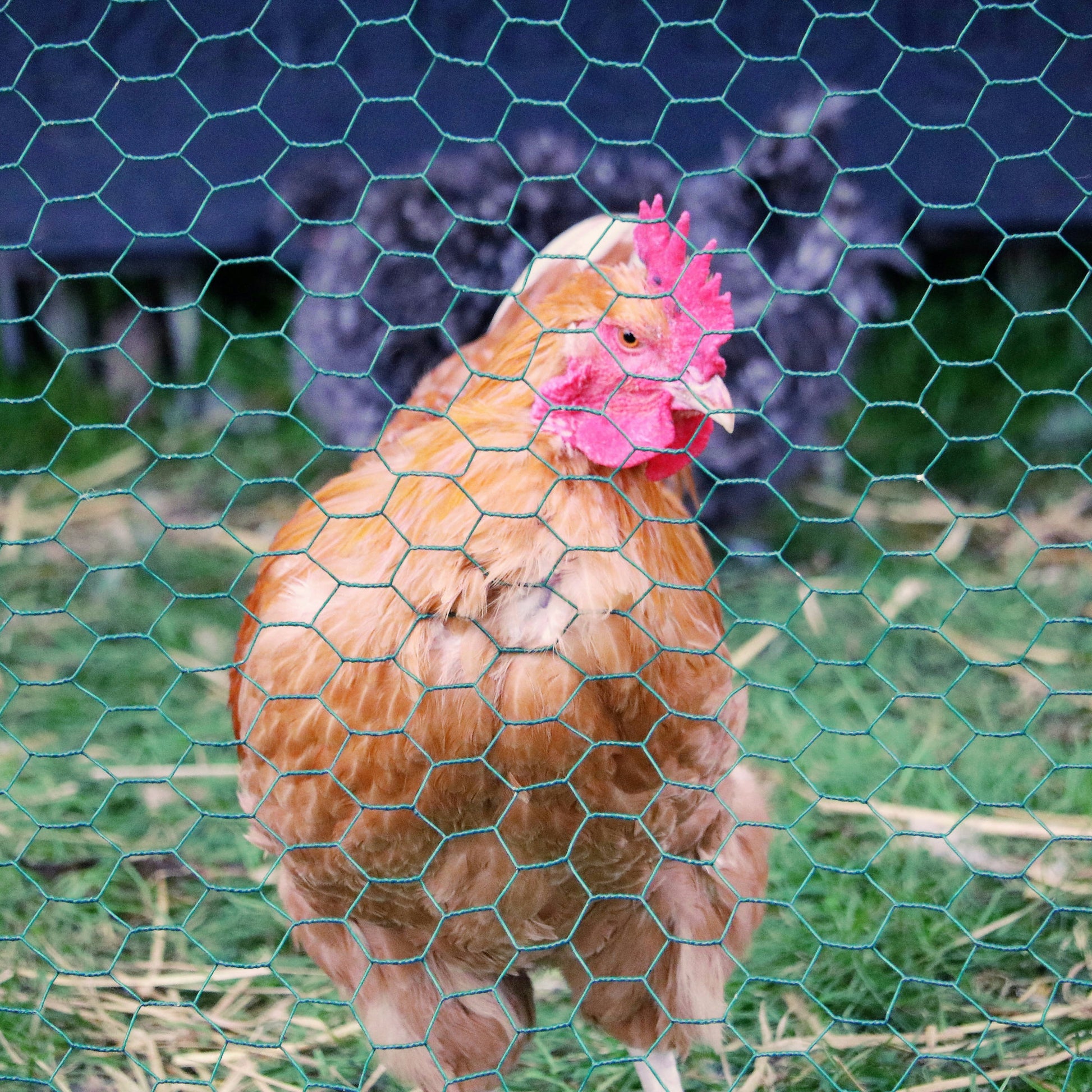 Green Plastic Coated Chicken Wire Netting