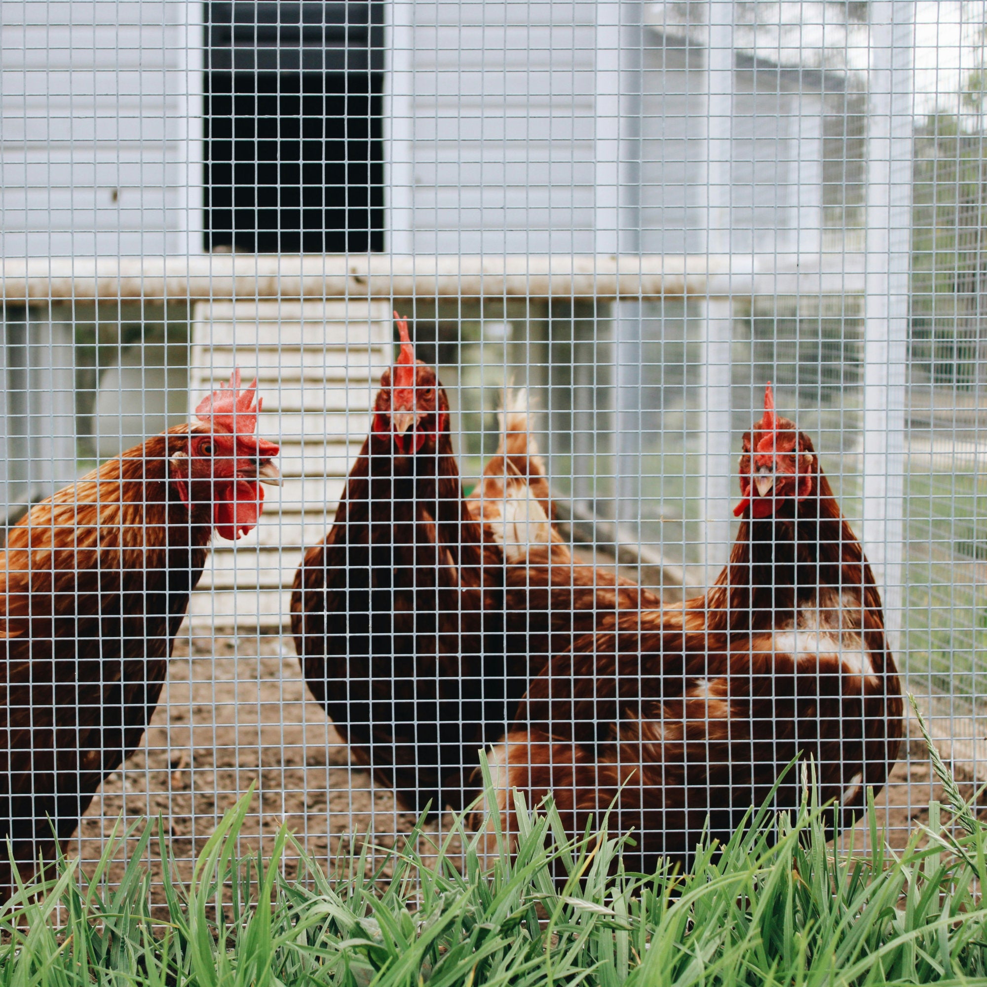 Chicken Neting Chicken Wire Mesh for Sale | Galvanised | Premier Netting