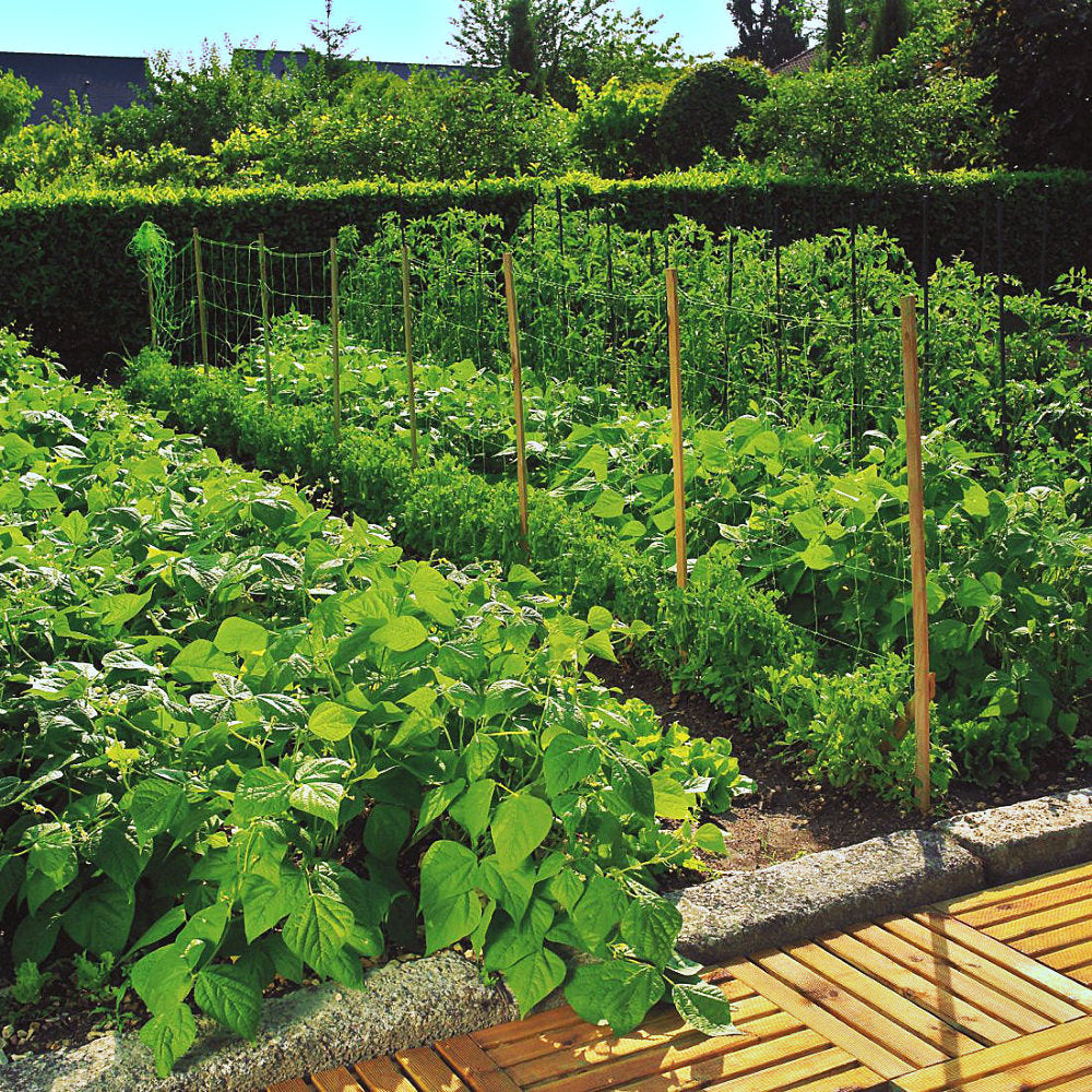 Pea & Bean Trellis Net