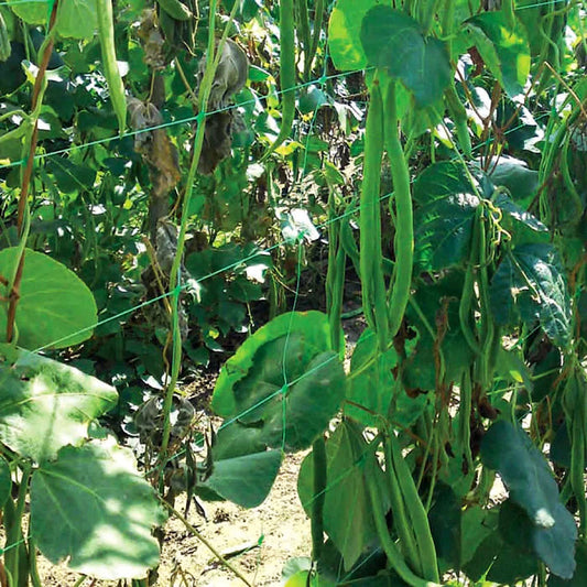 Pea & Bean Trellis Net