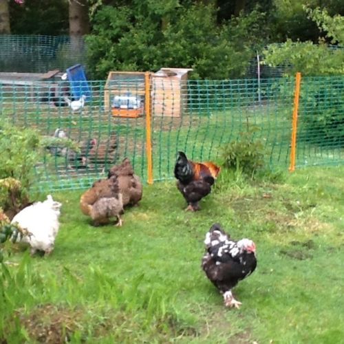 Green Barrier Fence Chicken Run