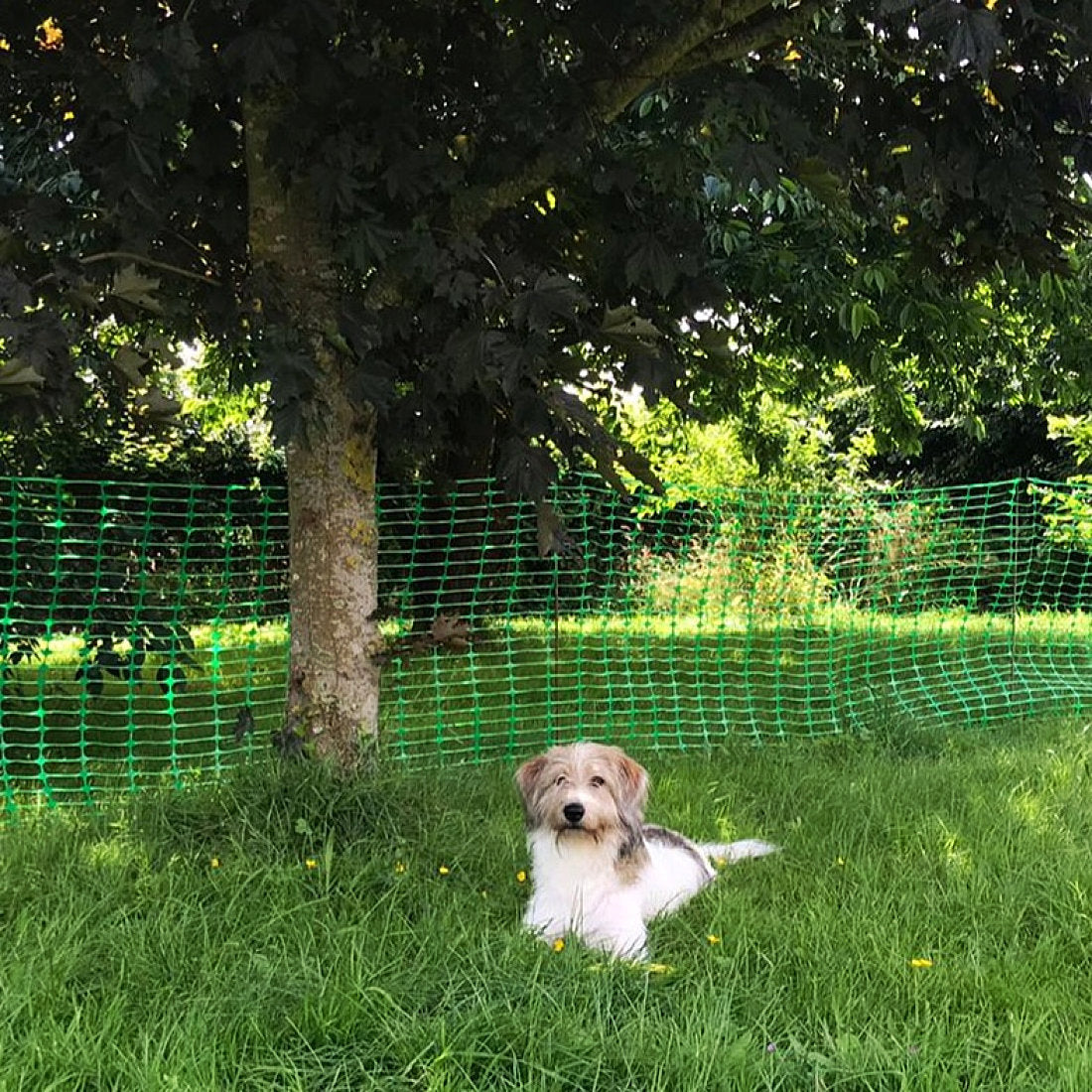 Green Barrier Fence