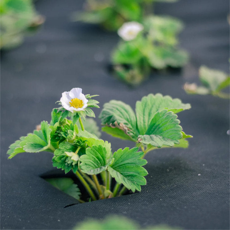 Weedban Weed Control Landscape Fabric