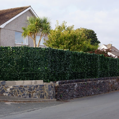 2 Colour Artificial Ivy Hedge Screening - Customer Photo After