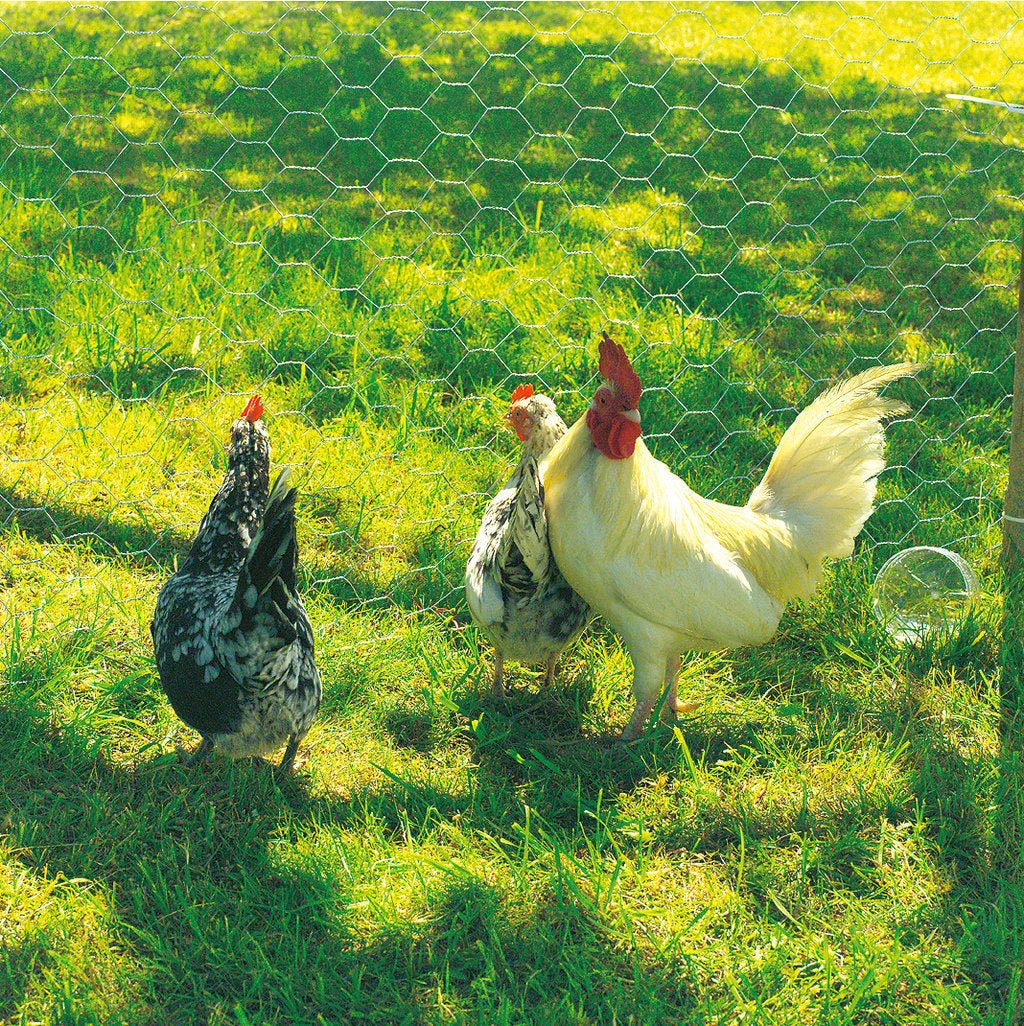 Galvanised Chicken Wire Netting