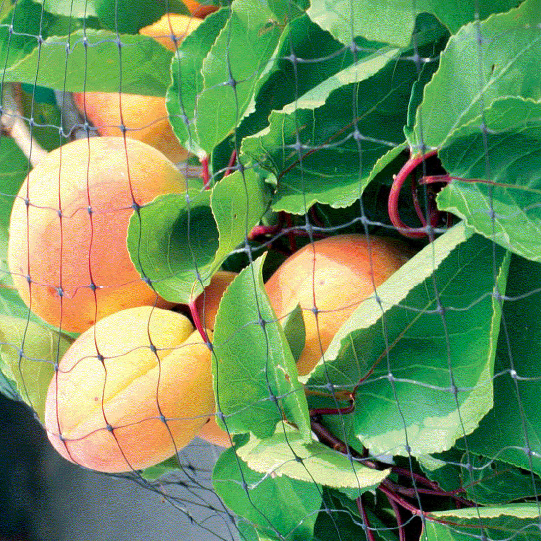 Fruit & Cage Protection Mesh