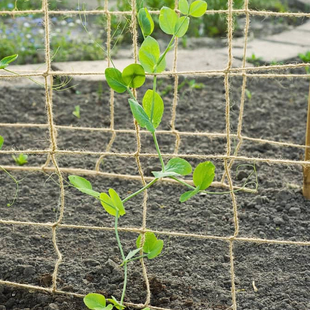 Natural Jute Pea & Bean Netting 100mm  - 1.8m x 1.8m
