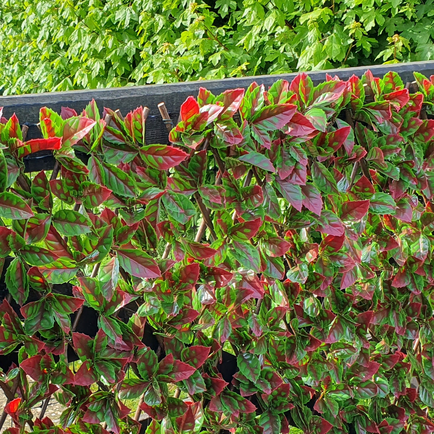 Artificial Red Photinia Expanding Willow Trellis Fence