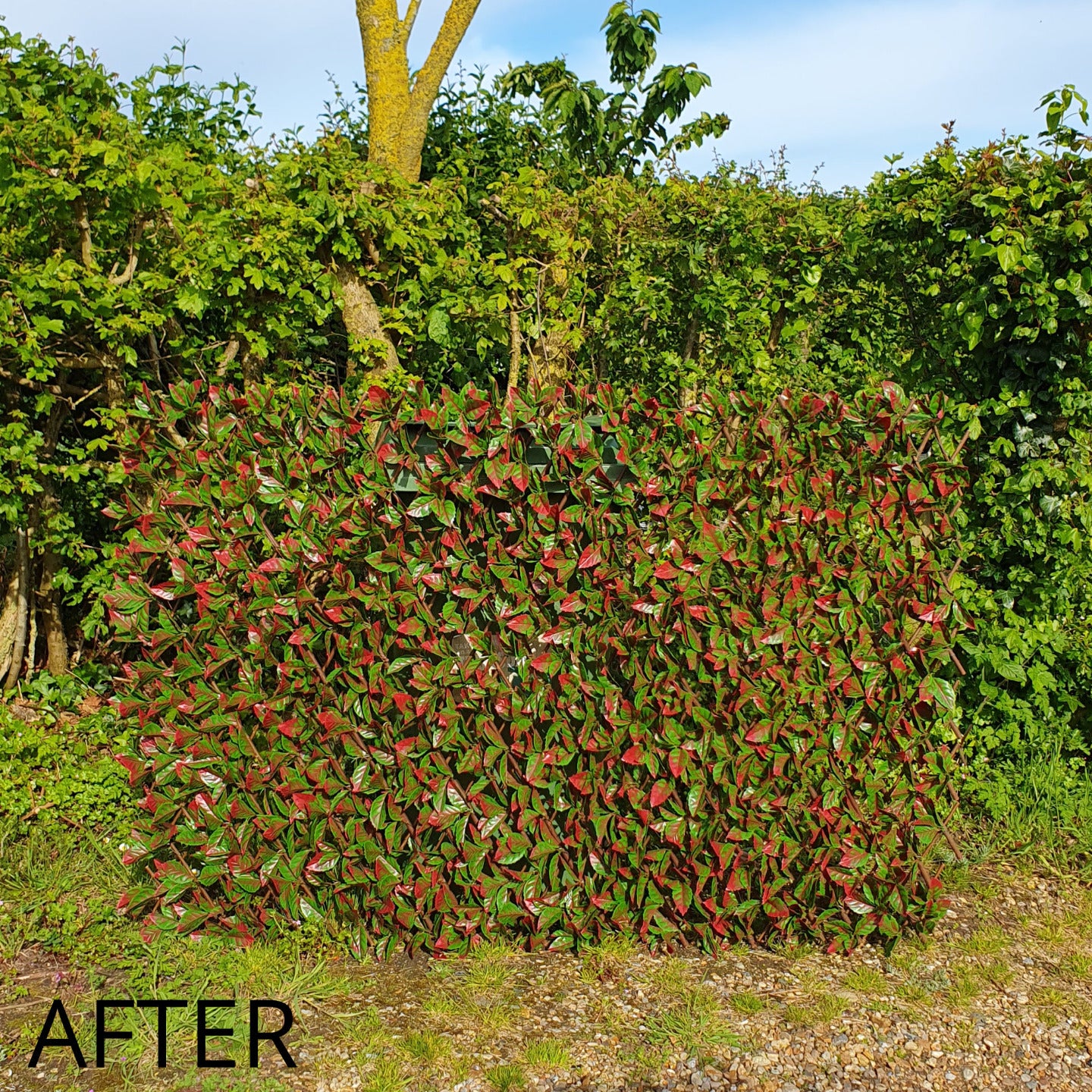 Artificial Red Photinia Expanding Willow Trellis Fence