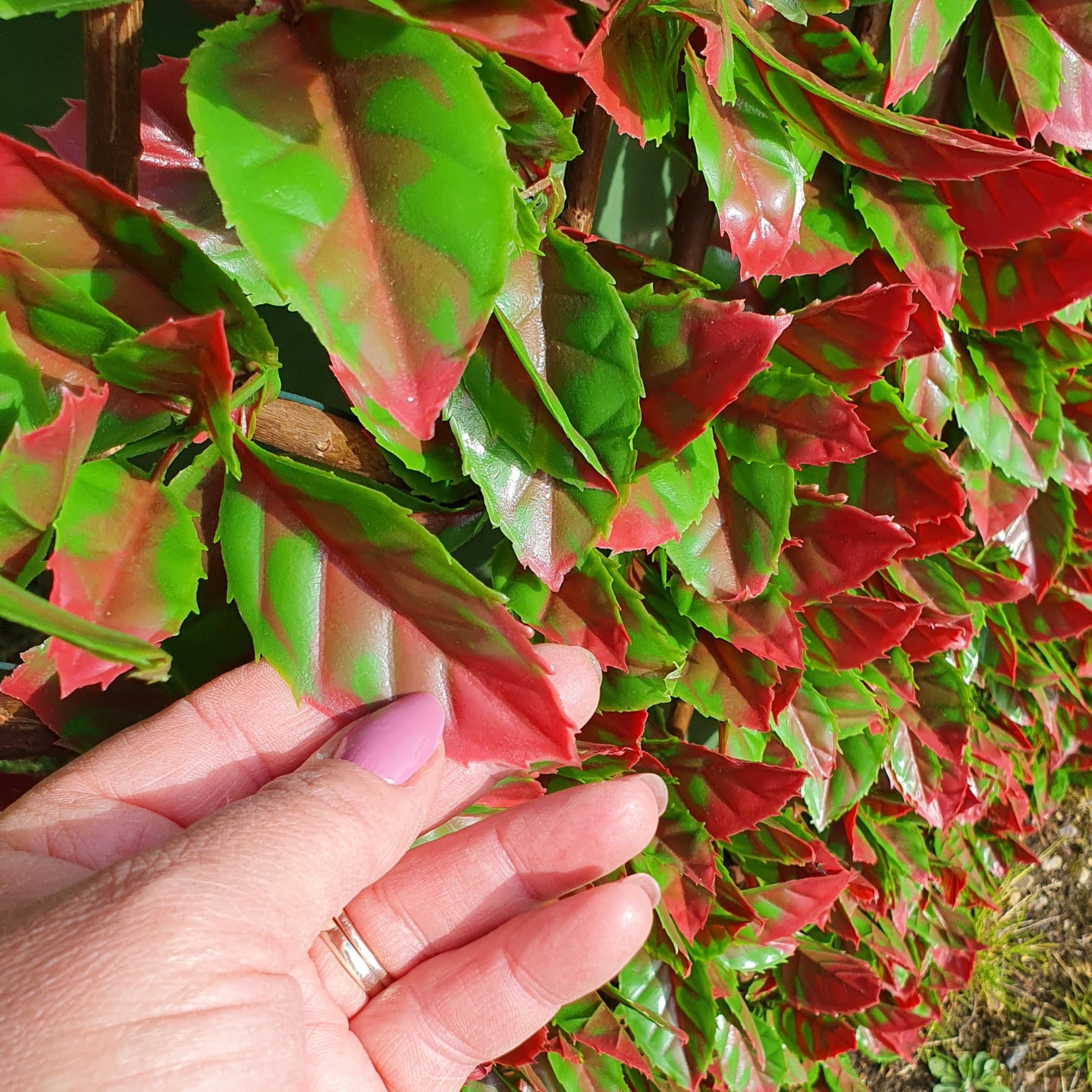 Artificial Red Photinia Expanding Willow Trellis Fence