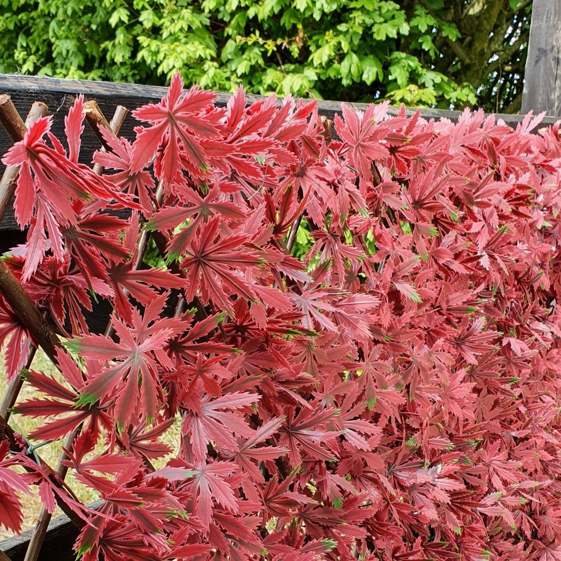 Artificial Red Acer Expanding Willow Trellis Fence