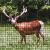 Deer Poultry Game Netting Fence