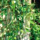 Climbing Plant Support Mesh Green - 0.5m or 1m Wide